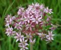 Allium nigrum